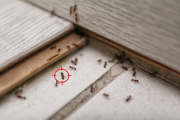 Trusted Brownfield, TX Pest Control Experts