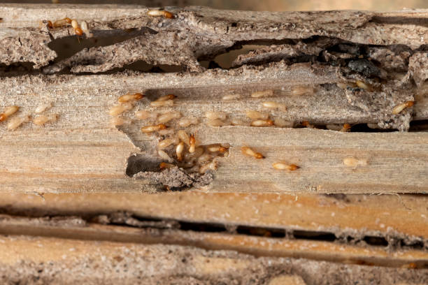 Best Pest Control for Businesses  in Brownfield, TX